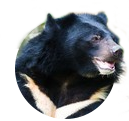 гималайский медведь