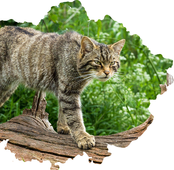 Европейский лесной кот - ТерриториЯ